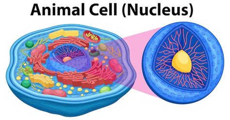 Animal Cell What Does The Nucleus Do The Nucleus It Is Located