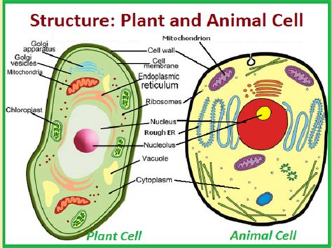 Animal Cells And Plant Cells Cell Structure And Functions Class 8