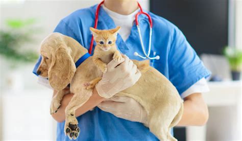 Animal Emergency And Urgent Care Center Updated July 2024 35 Photos