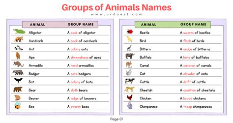 Animal Group Names Revealed