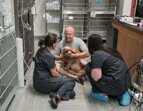 Animal Hospital Coming To Hoboken Will Specialize In Late Night