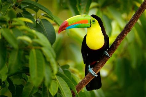 5 Tropical Rainforest Animals