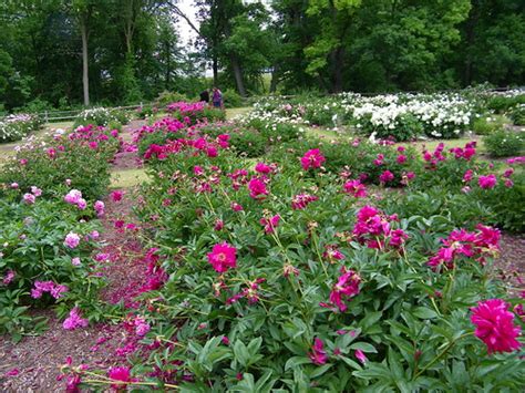 Another Beautiful Day At The Peony Gardens At The Nichols Arboretum
