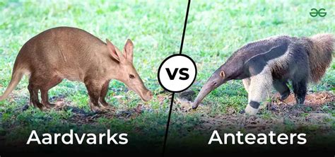 Anteater vs Aardvark Comparison