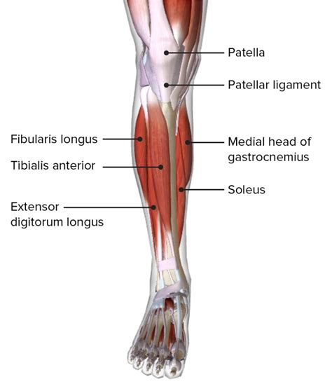 Anterior Compartment Muscles Of Left Lower Leg Biodigital Anatomy