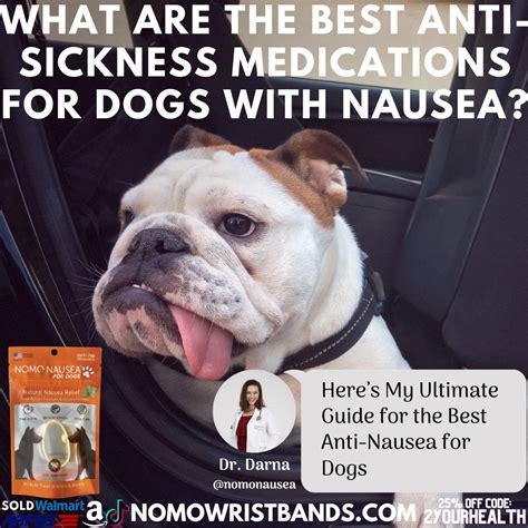 Anti Nausea For Dogs How To Choose The Right Medication