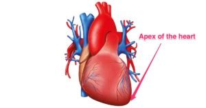 Apex of Heart Location