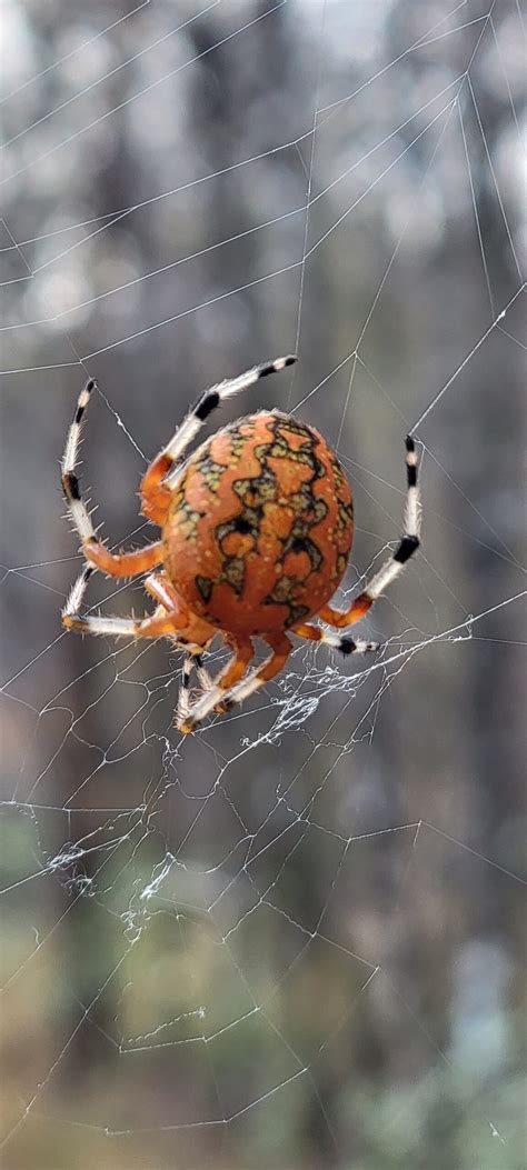 Araneus Marmoreus Marbled Orb Weaver In Alabama United States