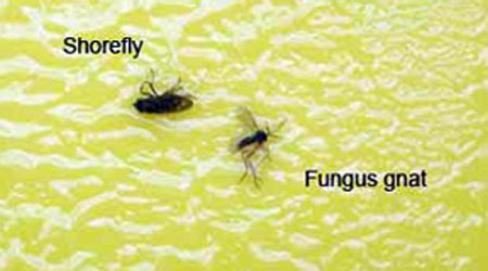 Are Fungus Gnats The Problem With Your Greenhouse Crop S Roots Msu