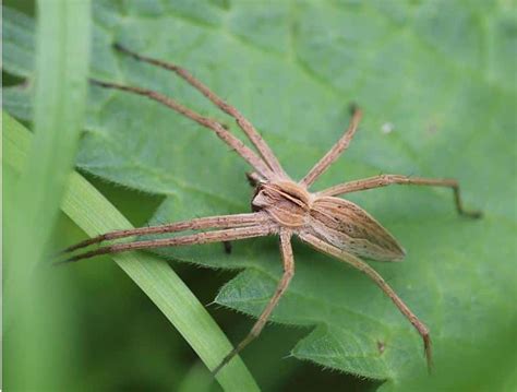 Are Grass Spiders Poisonous To Dogs Grass Spider Bite Dog Answered
