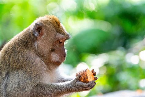 Monkeys Are Omnivores