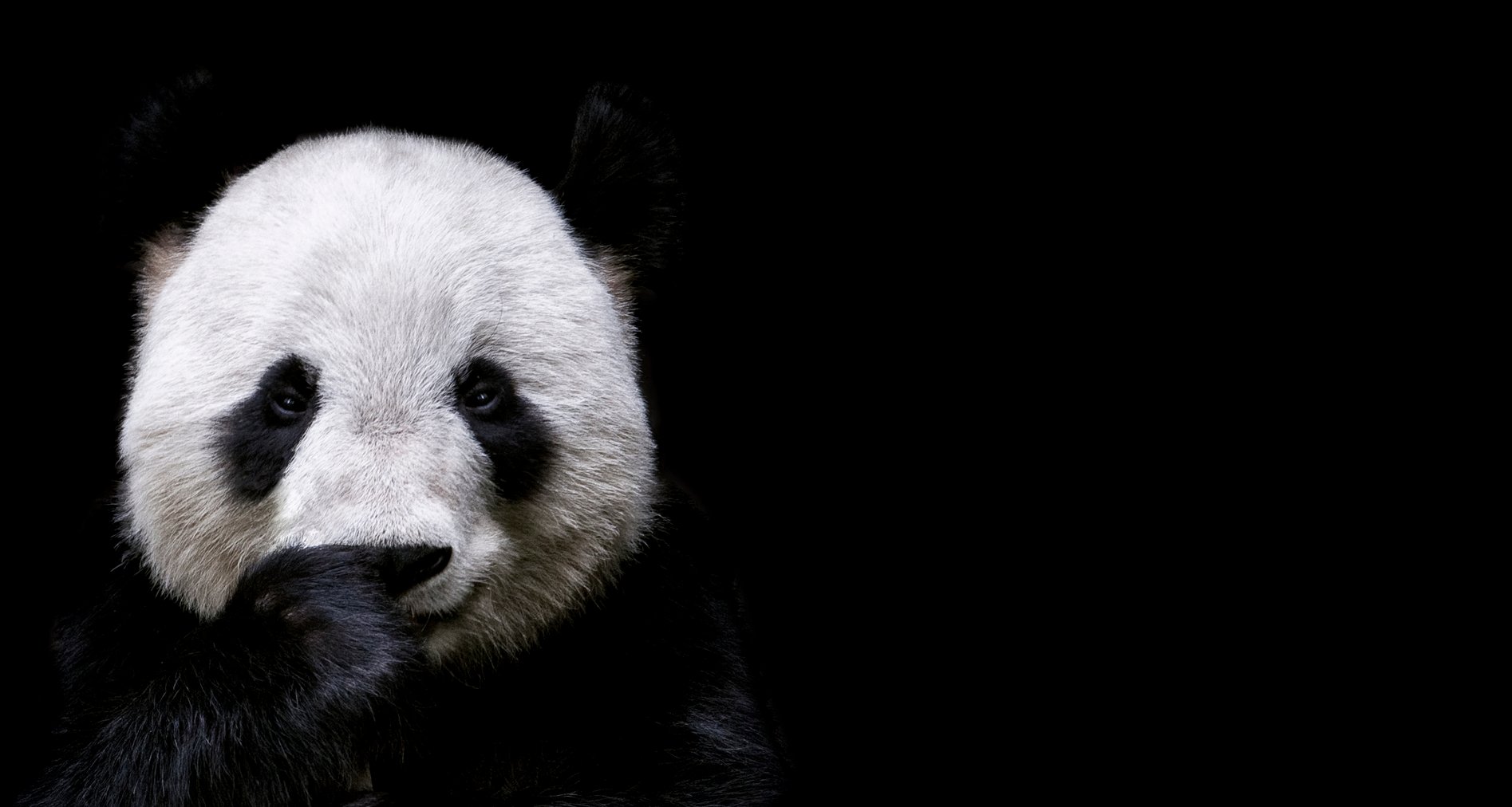 Pandas Endangered Status Today