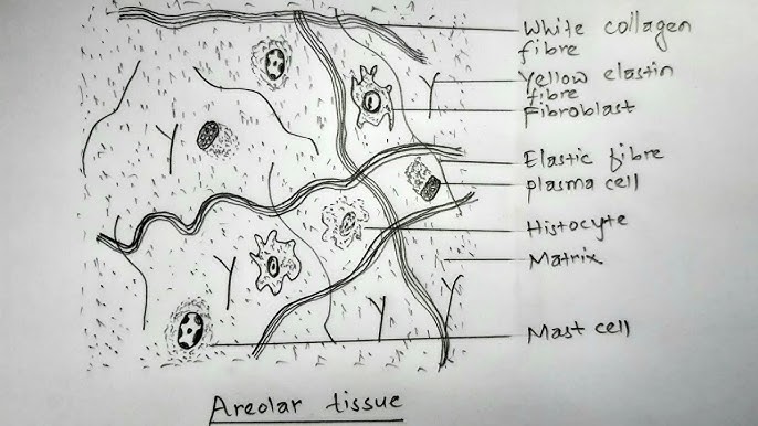 Areolar Connective Tissue Labeled Diagram