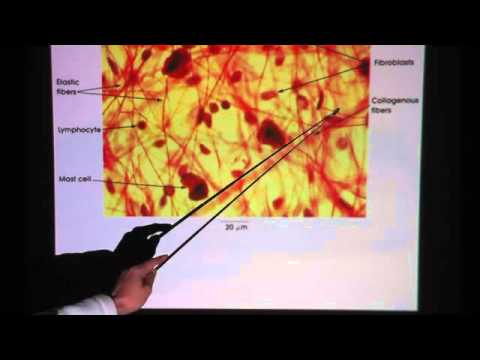 Areolar Connective Tissue Youtube