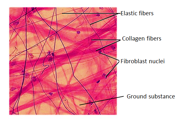 5 Facts Areolar Connective Tissue