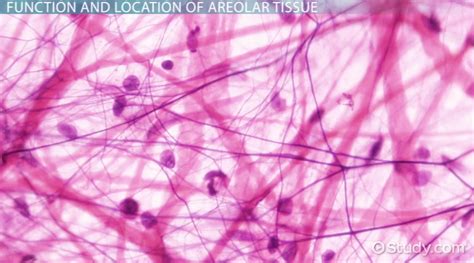 Areolar Tissue Functions Common Diseases And Conditions Of Areolar