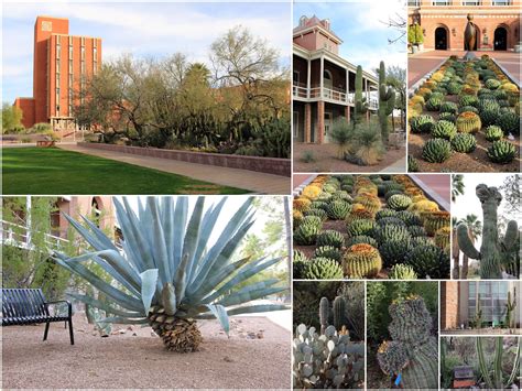 Arizona 2016 Day 4 Krutch Cactus Garden And Civano Tucson Asu