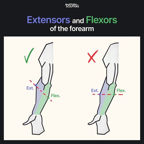 Artstation Extensors And Flexors Of The Forearm Anatomy Human