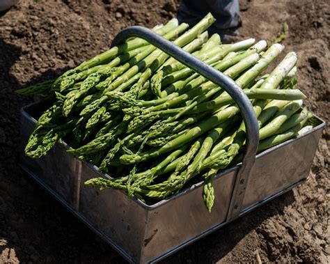 Asparagus 101 Metropolitan Market