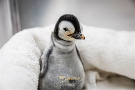 5 Baby Emperor Penguin Facts