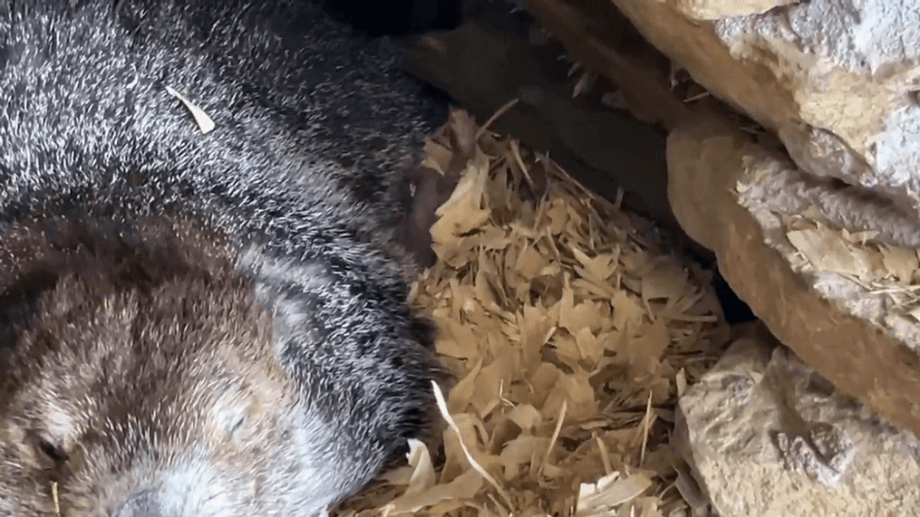 Punxsutawney Phil Baby Groundhogs