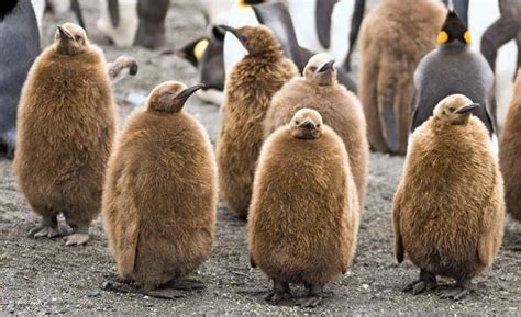 Baby King Penguins