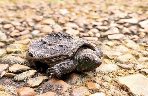 Baby Snapping Turtle All Turtles