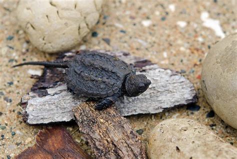 Baby Snapping Turtle Complete Care Guide And Breed Info Fishkeeping