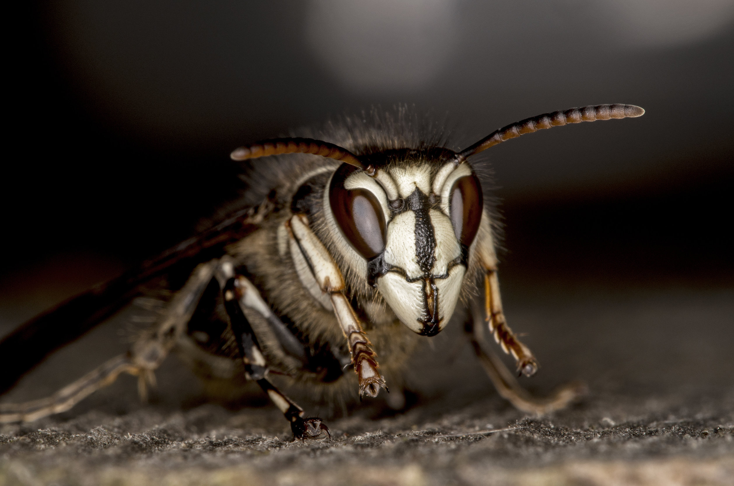 5 Ways Bald Hornets Attack