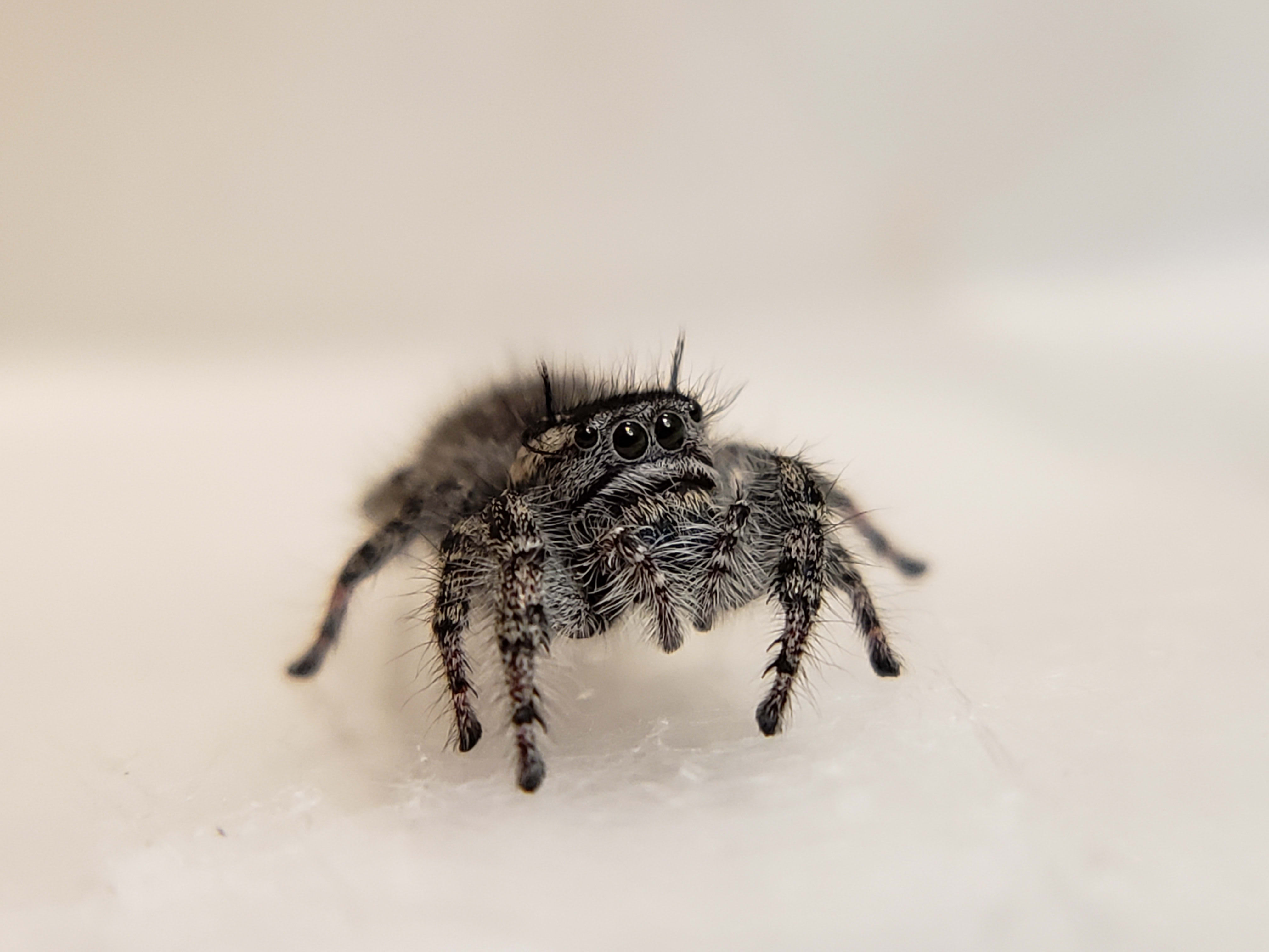 Banded Garden Spider Spiders And Kin Nature In Focus