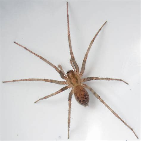 Barn Funnel Weaver Tegenaria Domestica Facts Identification
