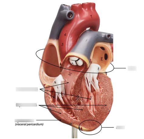 Base And Apex Of The Heart Diagram Quizlet