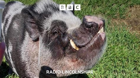 Bbc Radio Lincolnshire Bbc Radio Lincolnshire Can Pigs Fly The