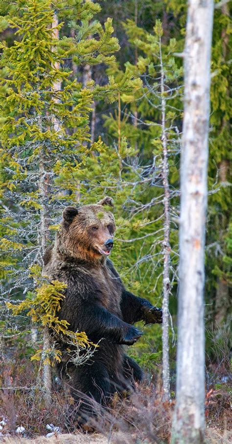 Bear In The Sauna We Named Him Brutus The Brown Bear