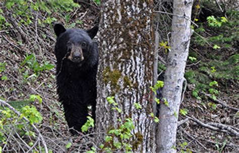 Bears Glacier National Park U S National Park Service