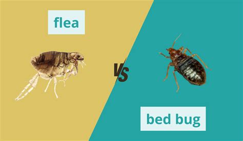 Bed Bugs Or Fleas