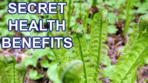 Benefits Fern Health Image