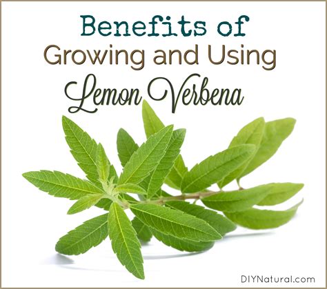 Benefits Of Verbena