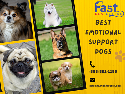Best Emotional Support Dogs