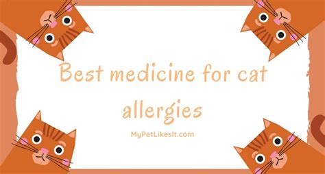Best Medication For Cat Allergies Pet Your Feline Without Allergies Mpli