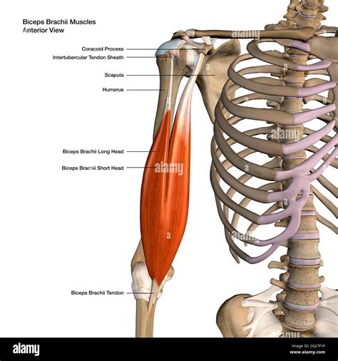 Bicep Muscles Anatomy