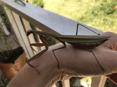 Big Praying Mantis Facts