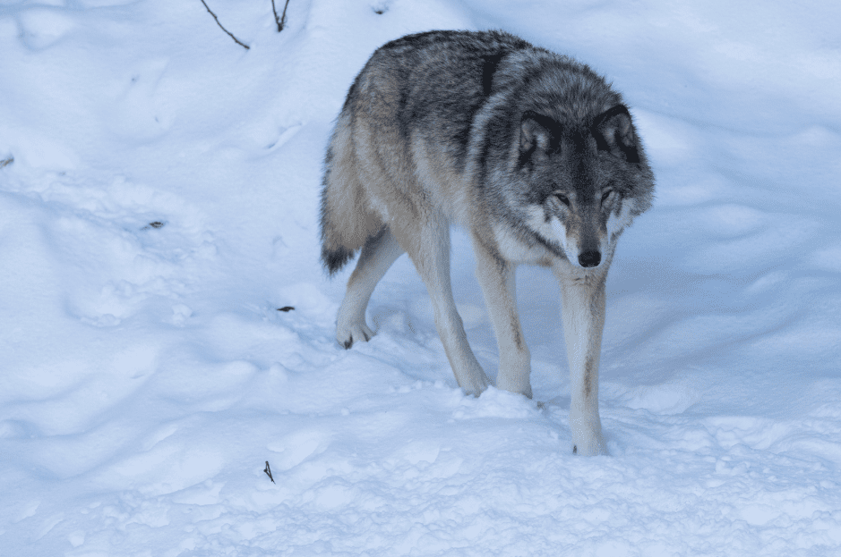 Largest Wolf Species