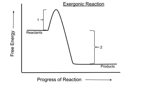 Biol 1541L Lecture Notes Spring 2017 Lecture 8 Exergonic Reaction