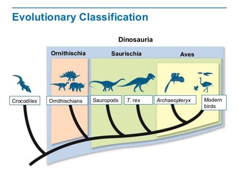 5 Ways Evolutionary Classification Works
