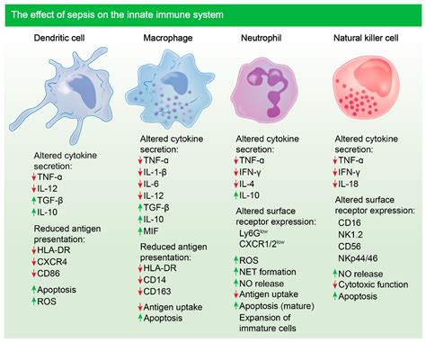 Biomolecules Free Full Text Inflammation And Cell Death Of The