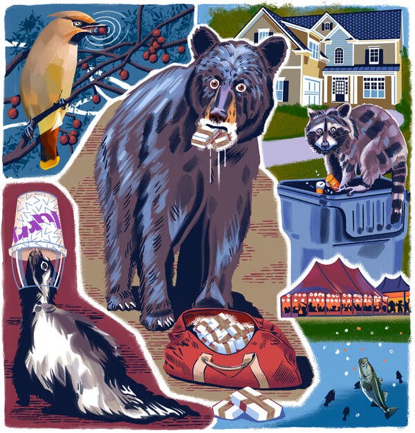 Black Bear Eating Deer Youtube