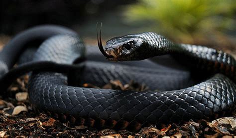 Black Mamba Snakes Facts Diet Habitat Information