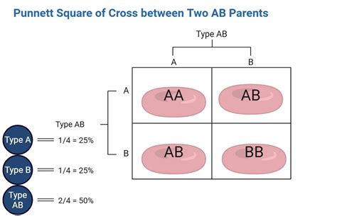 Blood Type Genetics Definition Punnett Square Examples Lesson