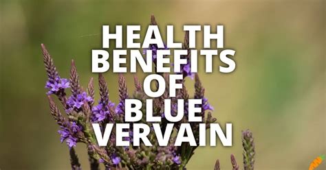 Blue Vervain Facts And Health Benefits